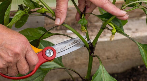 Формирование кустов перца – это обязательная процедура ухода за растением или нет?